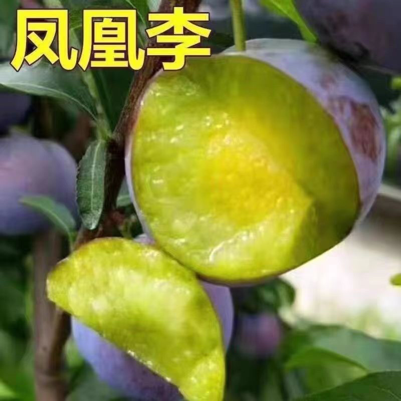 【代收代发】五月脆李子，脆红李子，商超货李子，货源充足