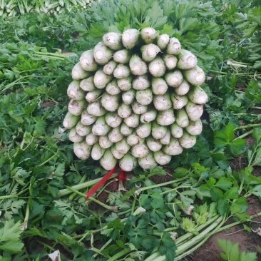 西芹，芹菜，福建蔬菜，产区直发，小棵西芹