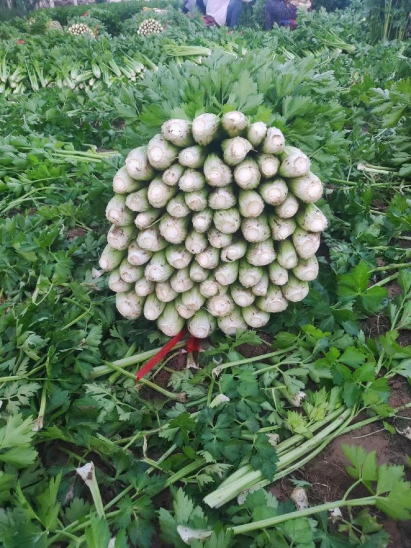 西芹，芹菜，福建蔬菜，产区直发，小棵西芹
