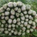 西芹，芹菜，福建蔬菜，产区直发，小棵西芹