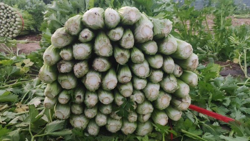 西芹，芹菜，福建蔬菜，产区直发，小棵西芹