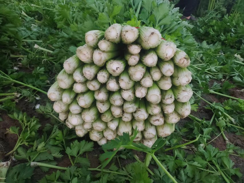 芹菜挑选对比图