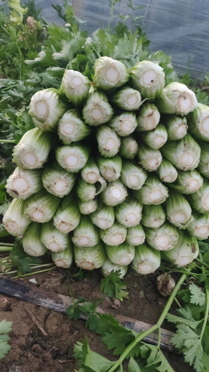 西芹，芹菜，福建蔬菜，产区直发，小棵西芹
