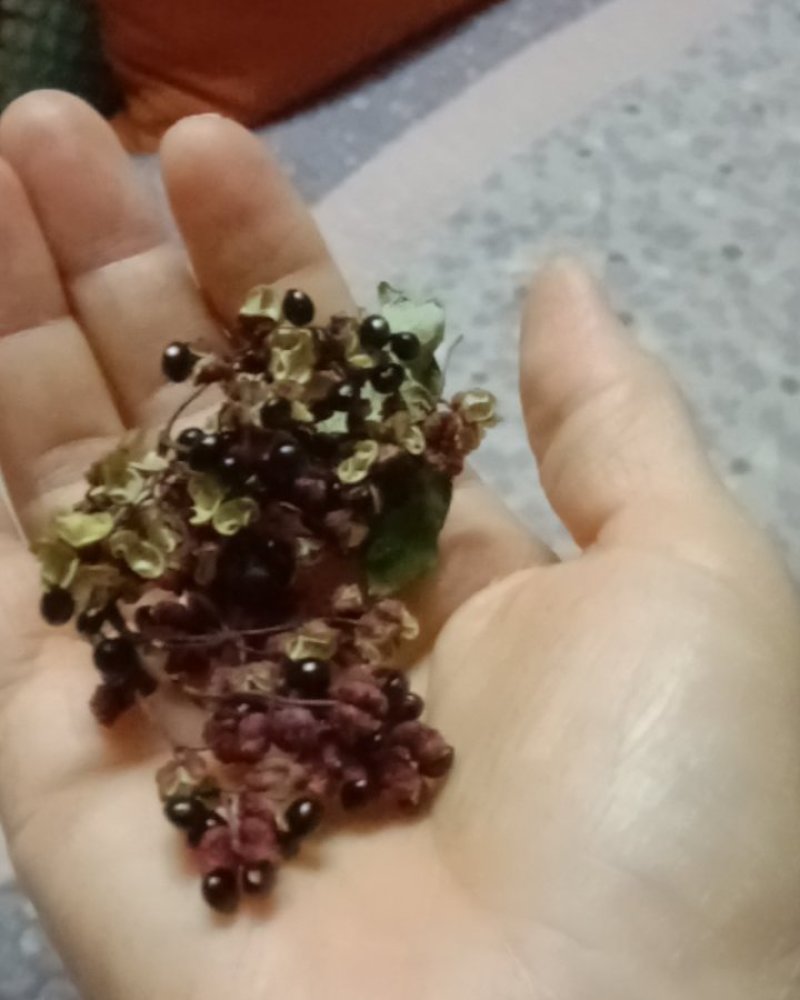 花椒