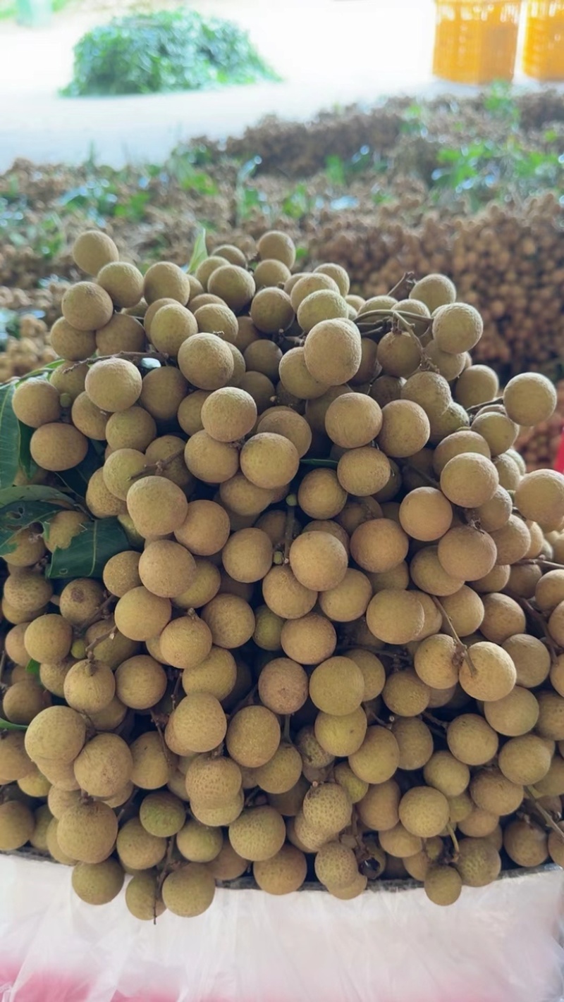 广东石硖精品龙眼大量上市中，货源充足，场地现货