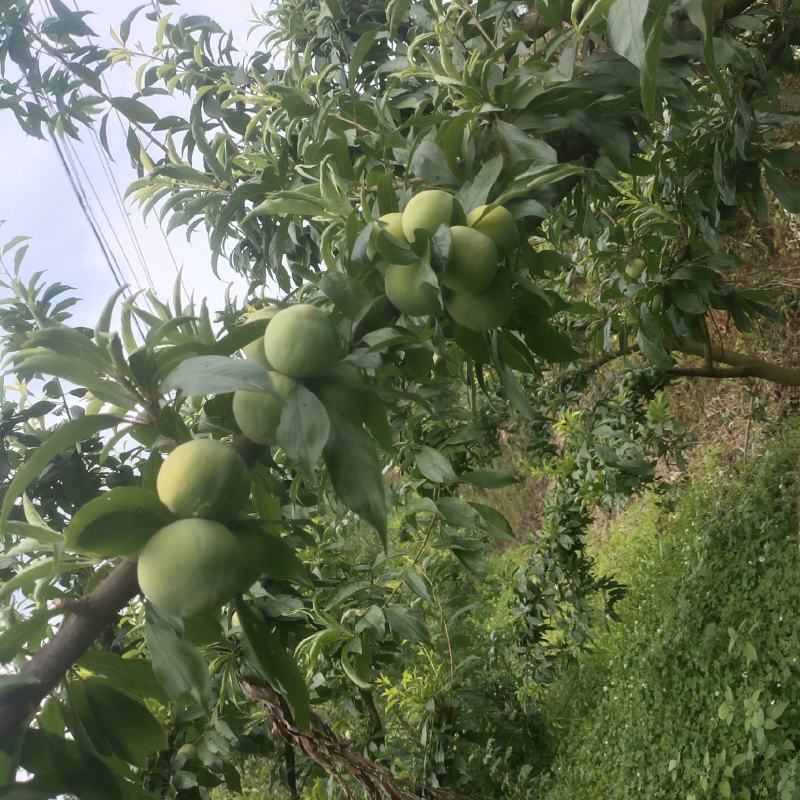 自家青脆李