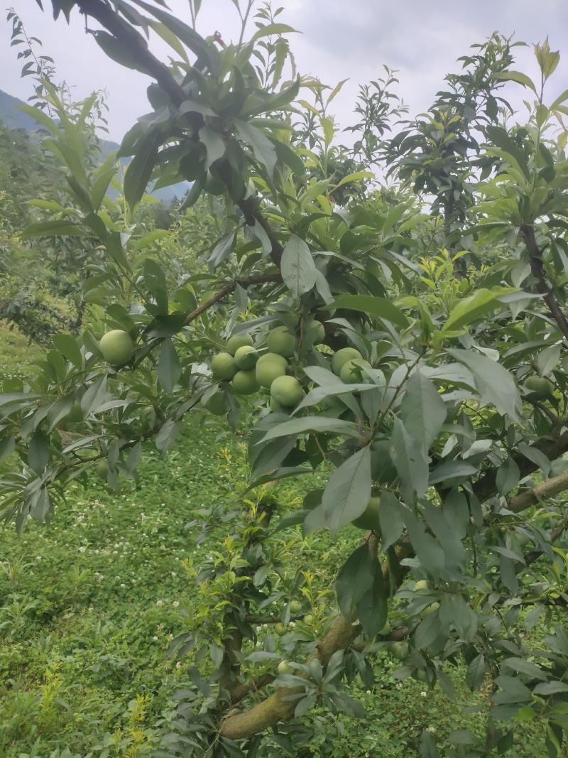 自家青脆李
