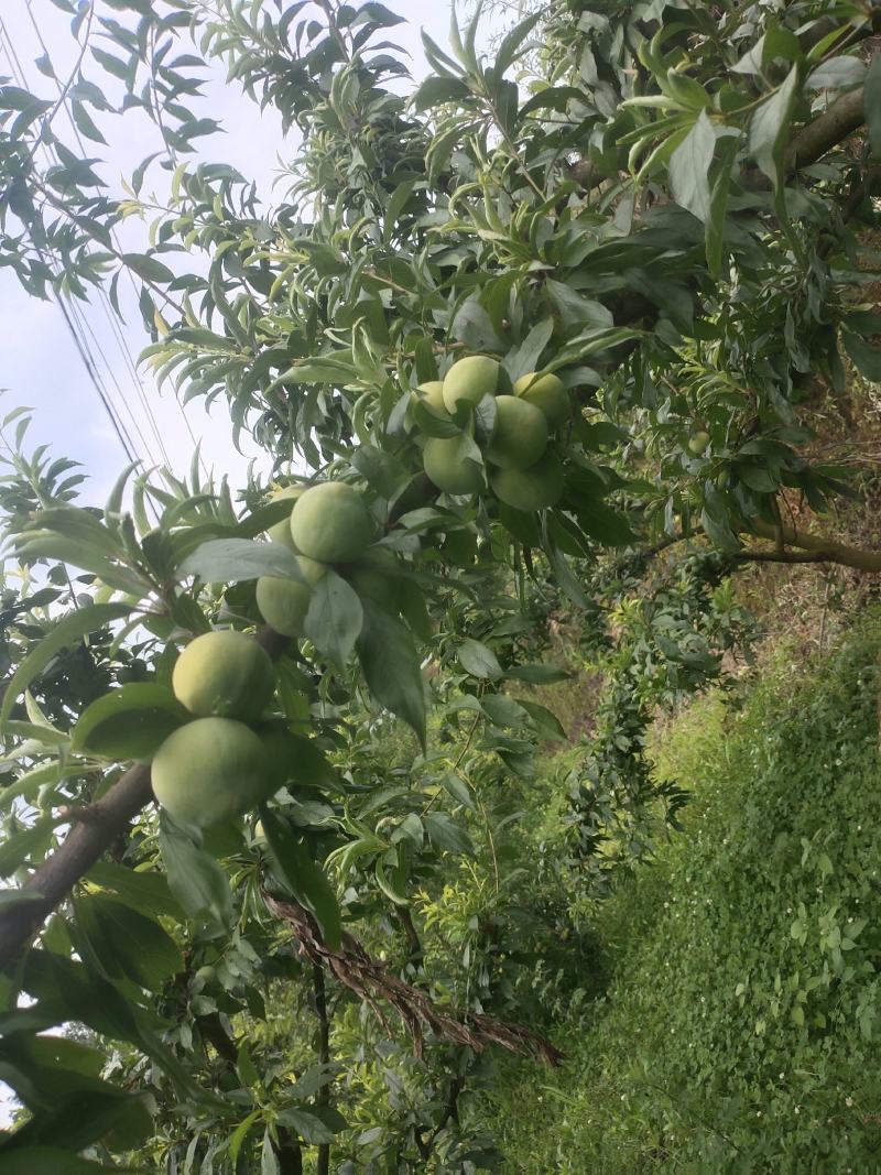 自家青脆李