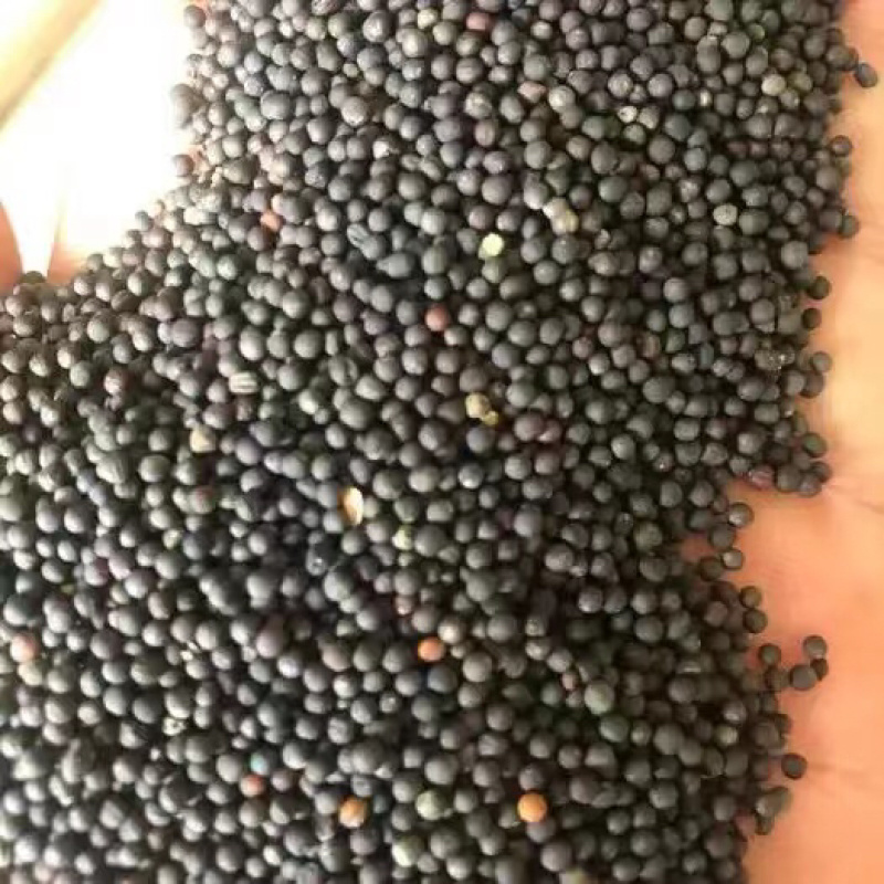 精品油菜籽货源充足水份低出油率高欢迎来电