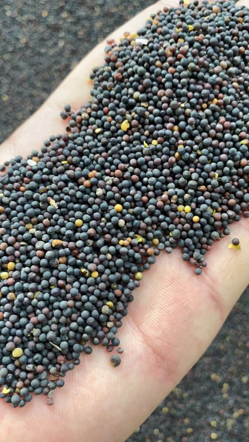 精品油菜籽货源充足水份低出油率高欢迎来电