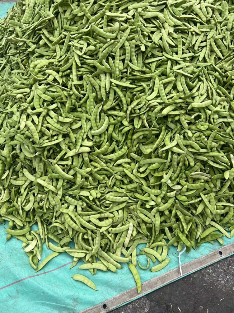 东北大油豆
