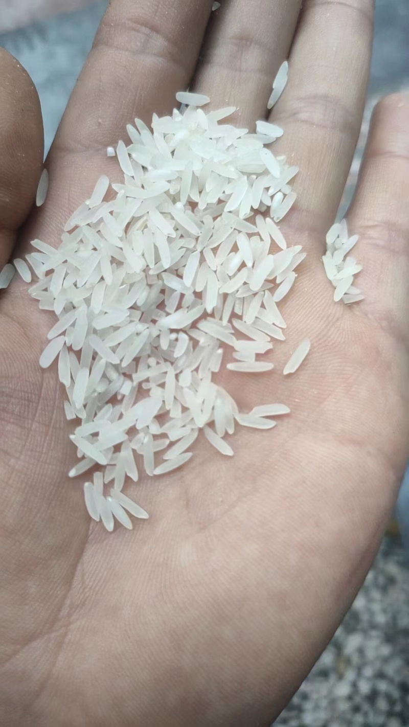 精品珍珠米长粒香厂家现货陈米圆粒米货源充足