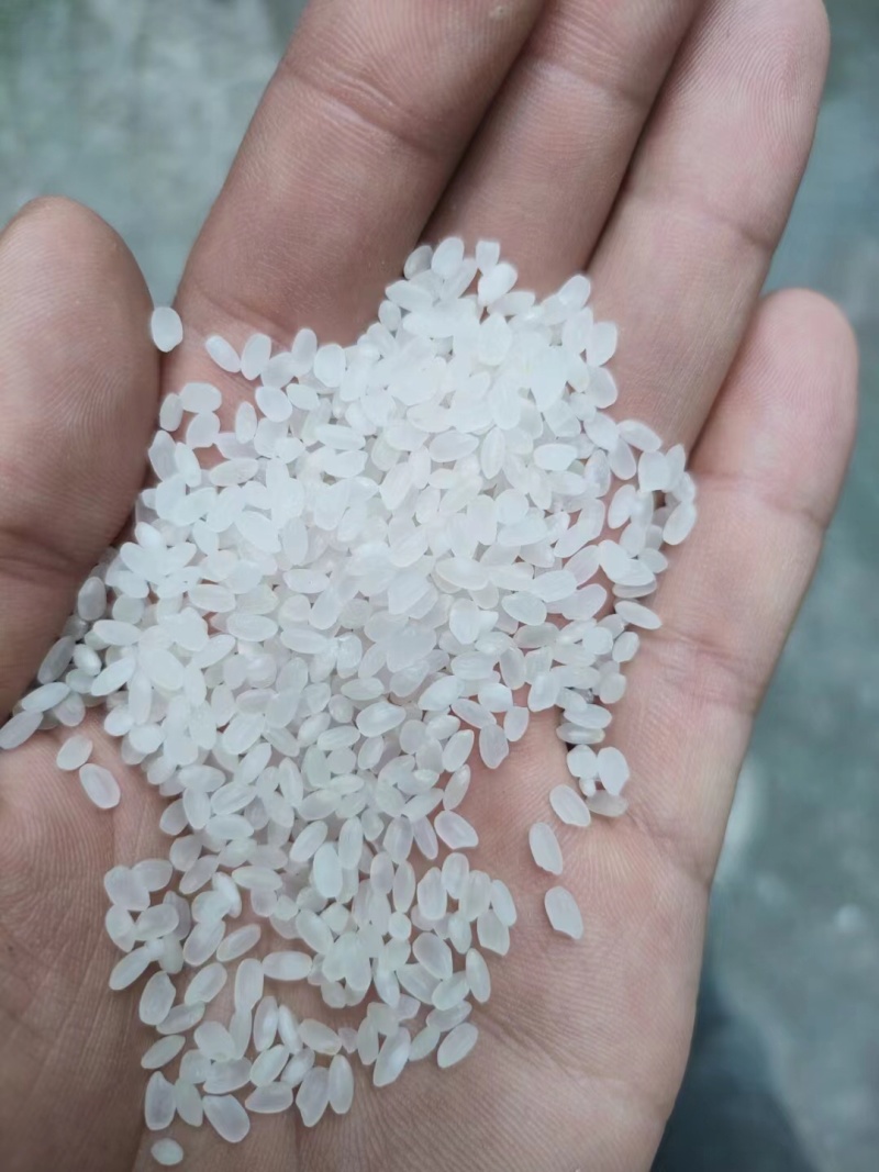 精品珍珠米长粒香厂家现货陈米圆粒米货源充足