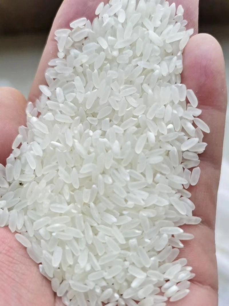 精品珍珠米长粒香厂家现货陈米圆粒米货源充足