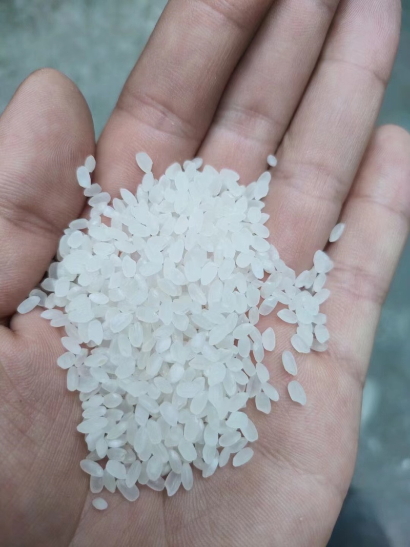 精品珍珠米长粒香厂家现货陈米圆粒米货源充足