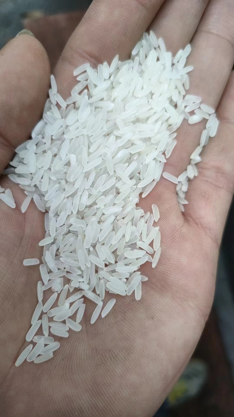 精品珍珠米长粒香厂家现货陈米圆粒米货源充足