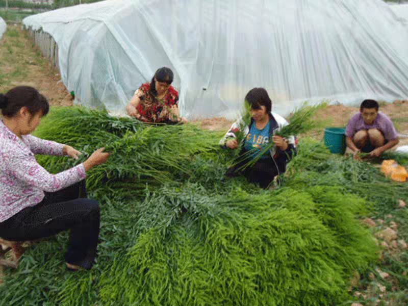 黄莺草（云南基地直发）