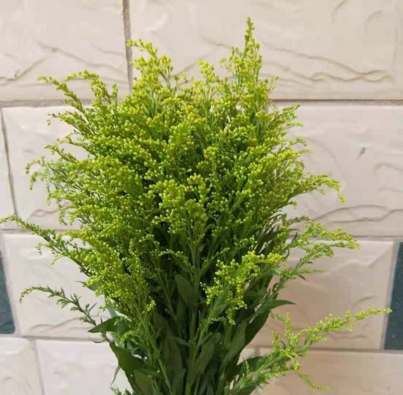 黄莺草（云南基地直发）