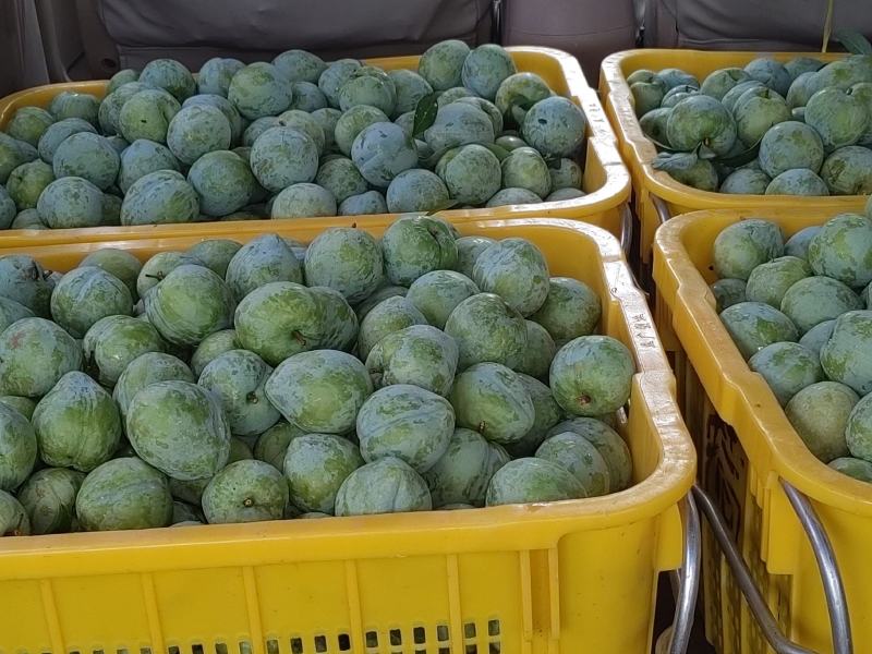 奈李，精品大果