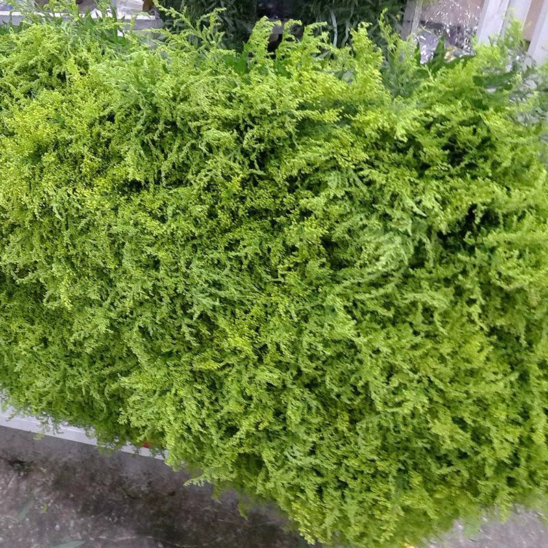 黄莺草（云南基地直发）