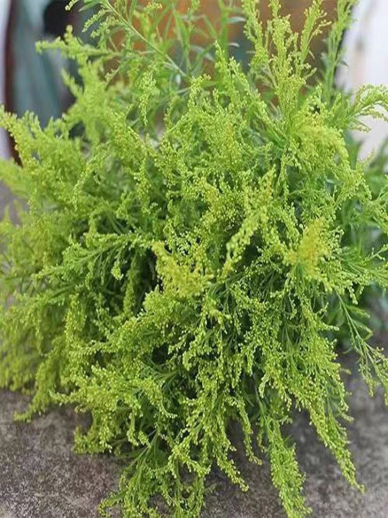 黄莺草（云南基地直发）