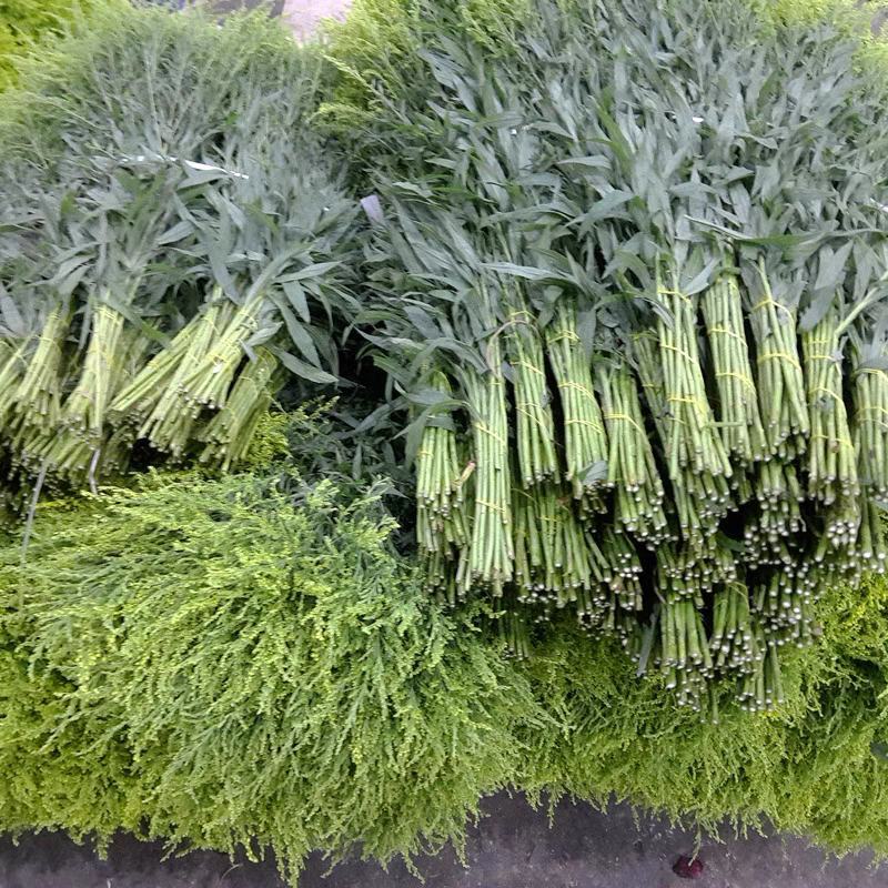 黄莺草（云南基地直发）