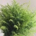 黄莺草（云南基地直发）