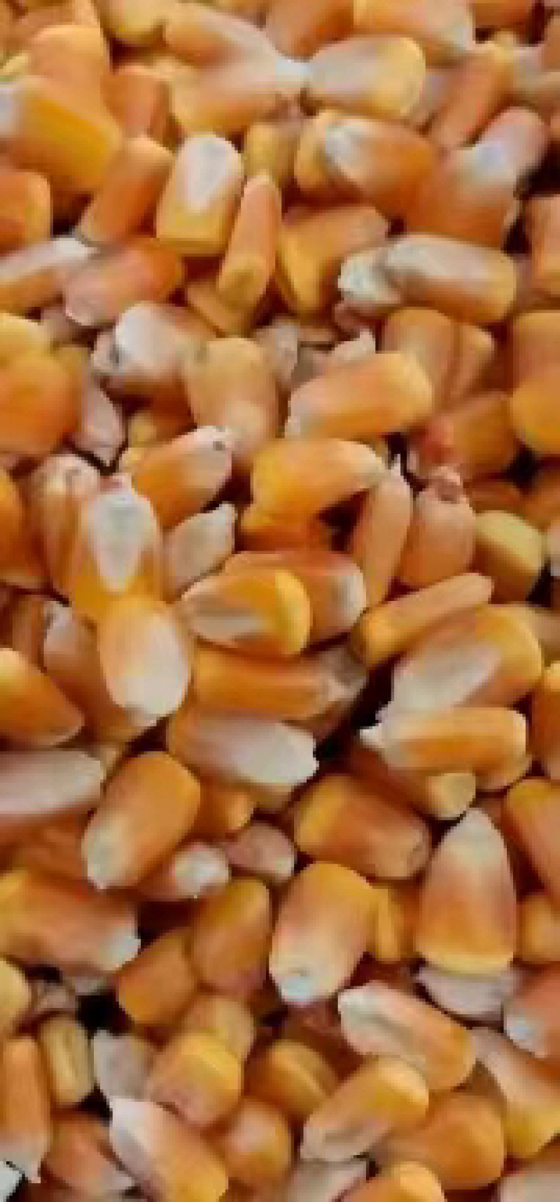 国家二级玉米水分14个以内容重700以上