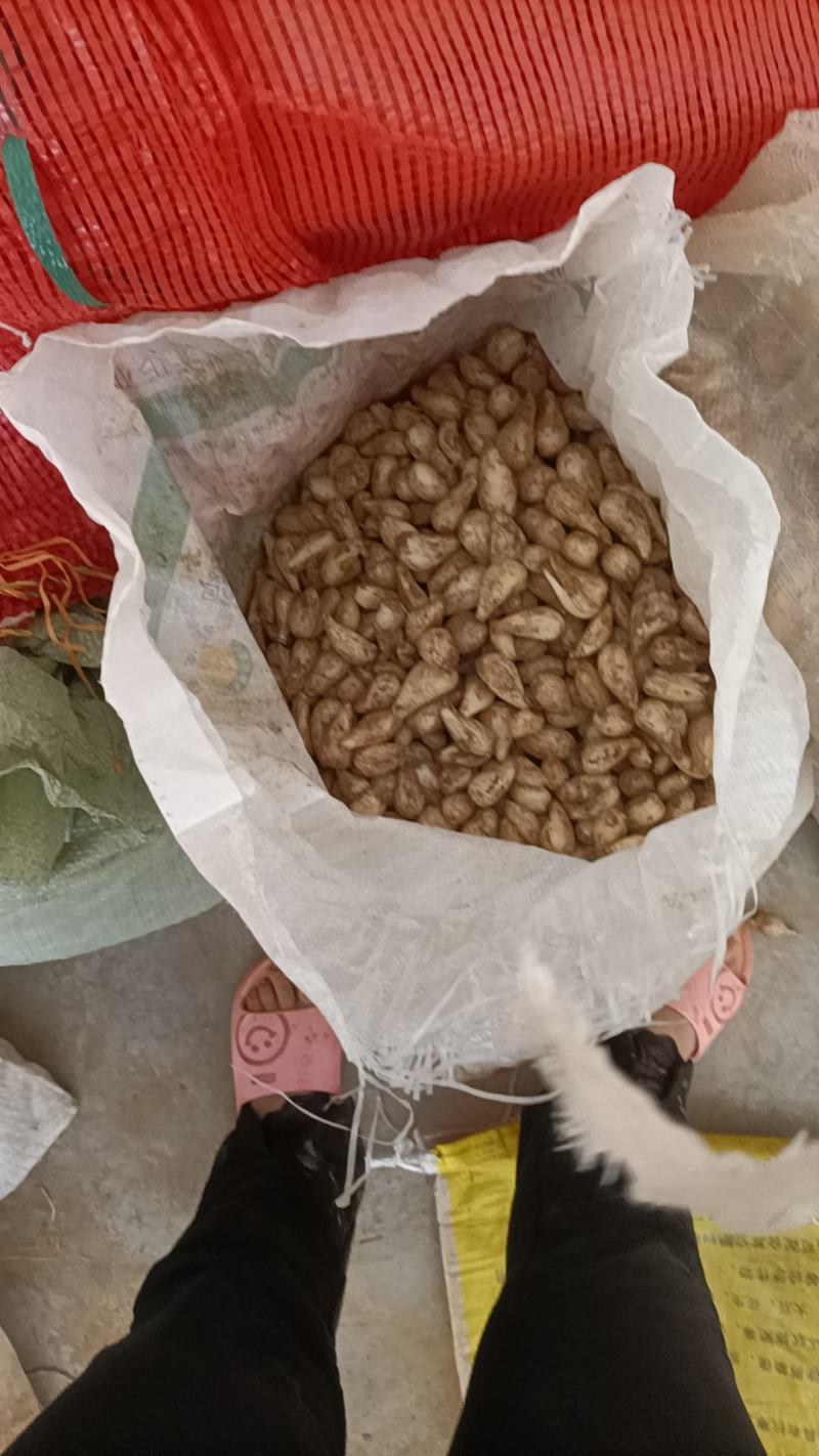 贵州藠头