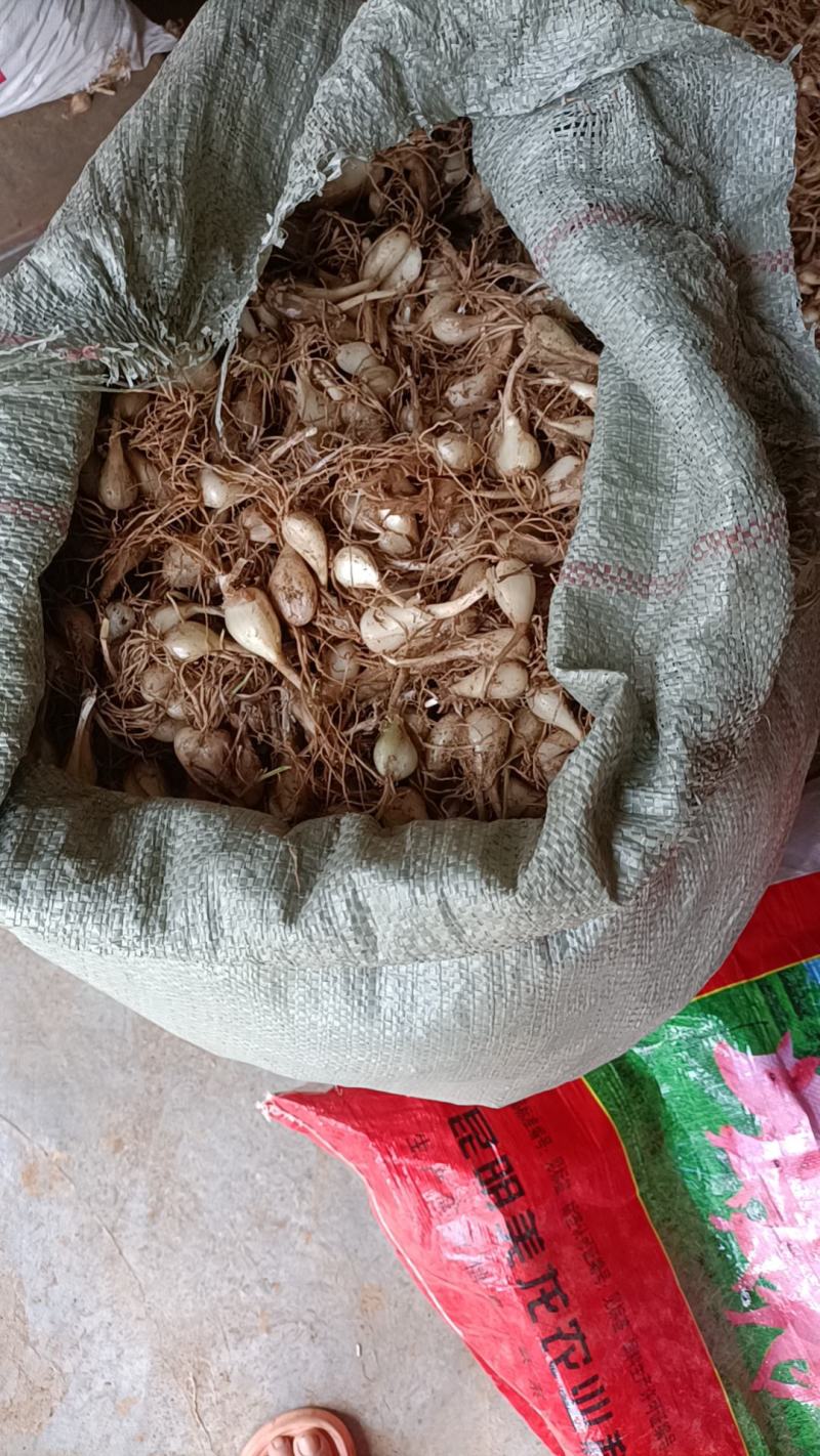 贵州藠头