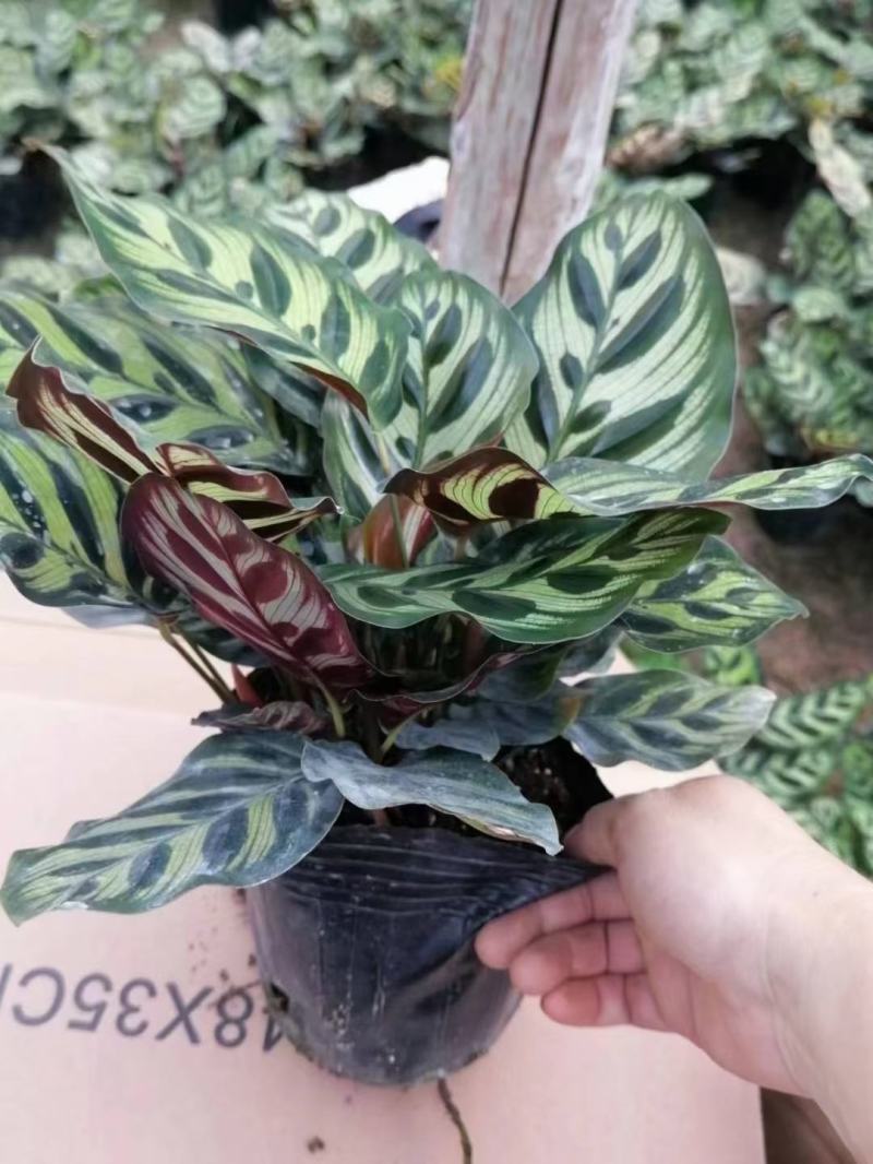 孔雀竹芋