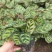 孔雀竹芋