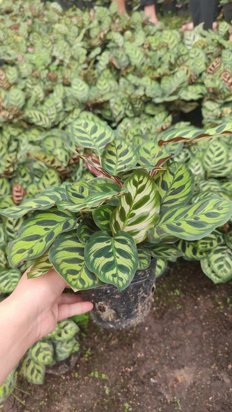 孔雀竹芋