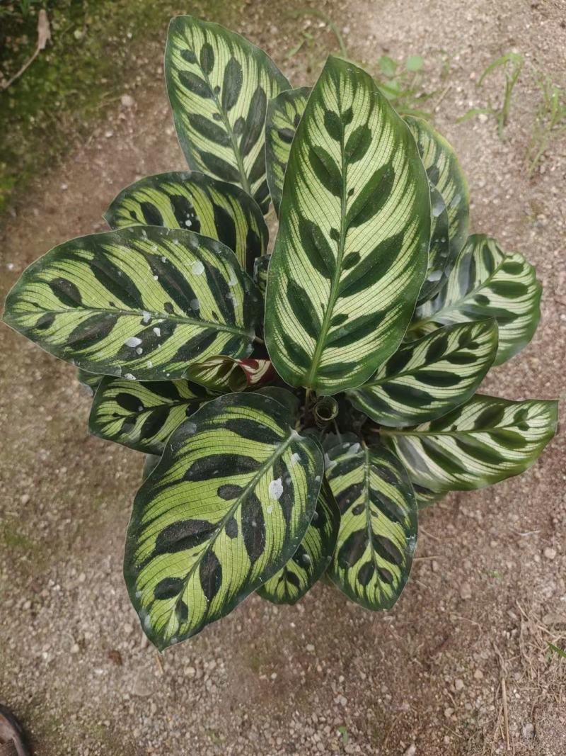 孔雀竹芋