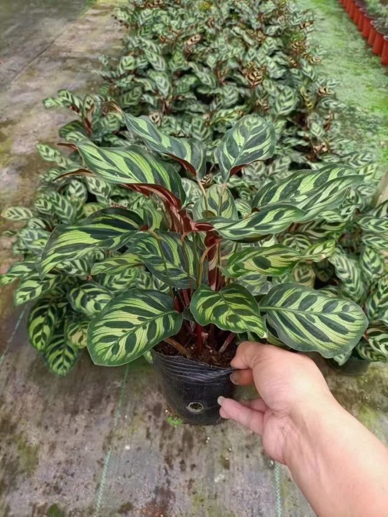 孔雀竹芋