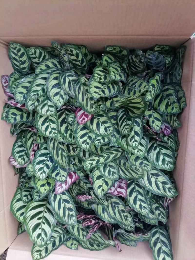 孔雀竹芋
