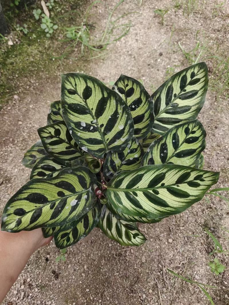 孔雀竹芋