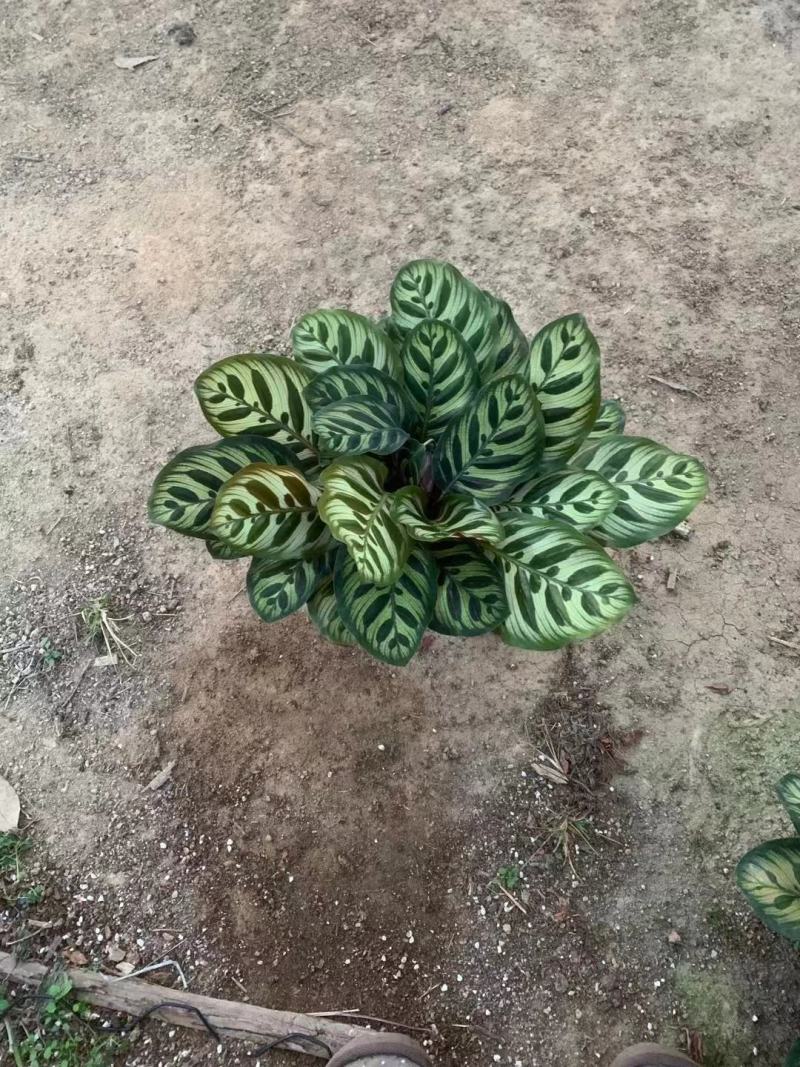 孔雀竹芋