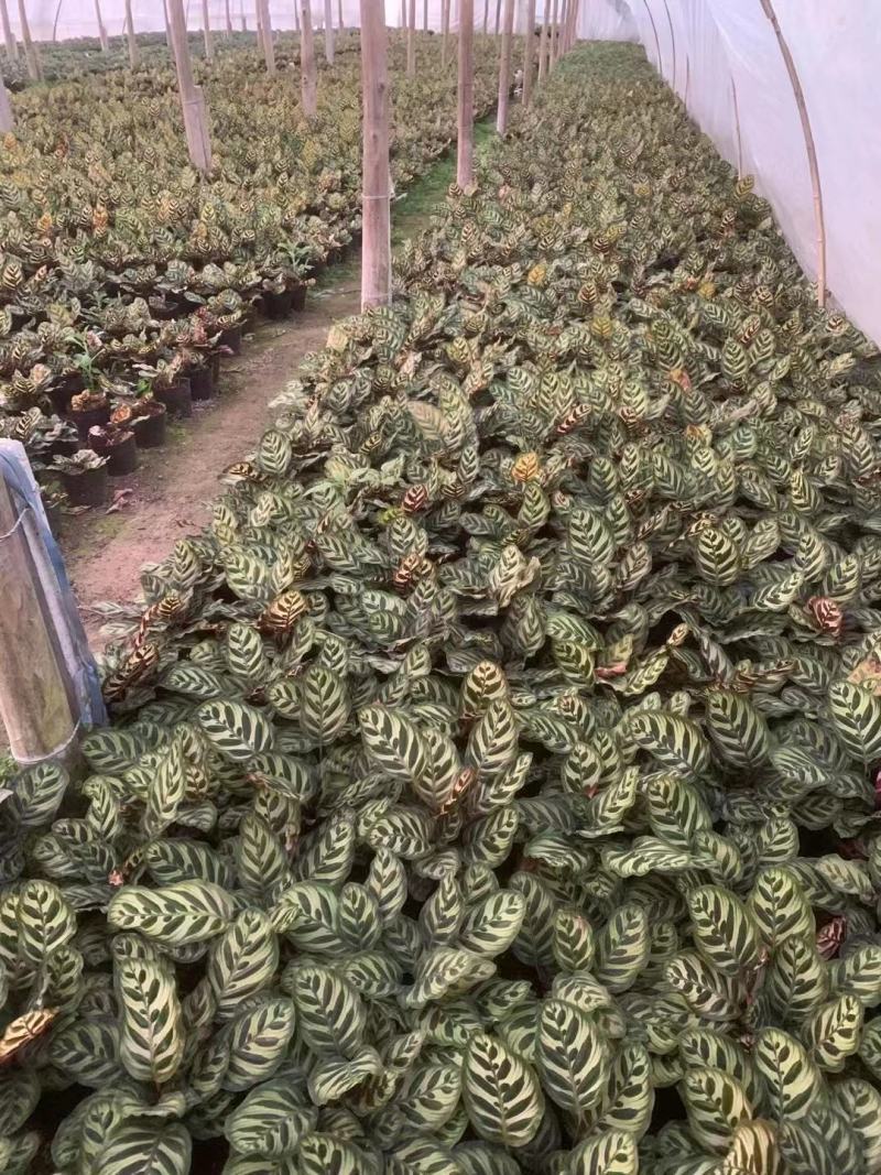 孔雀竹芋