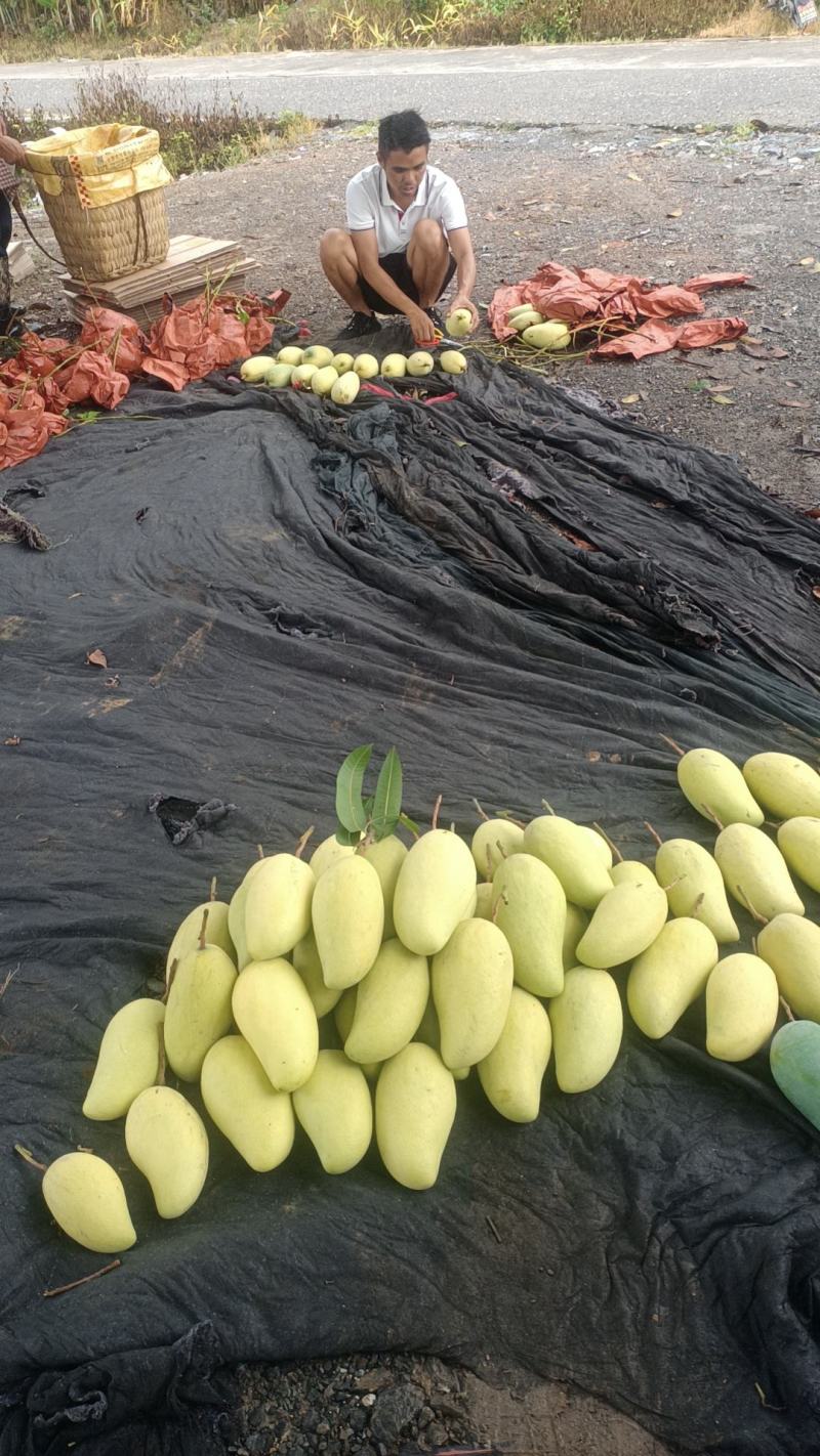 金煌芒果大量供应，基地代发全国，常年经营，一条龙服务