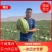 内蒙古硒砂瓜品质保证诚信经营欢迎联系接商超市场电商