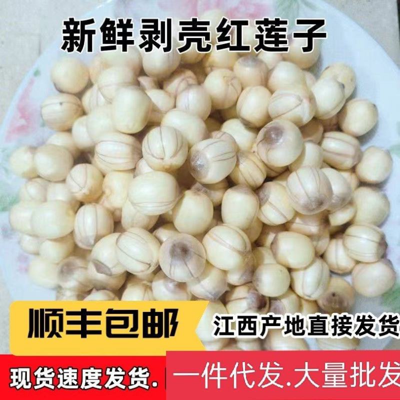 新鲜红莲子带心鲜货去壳不带莲蓬带心白莲子粉糯大量批发代发