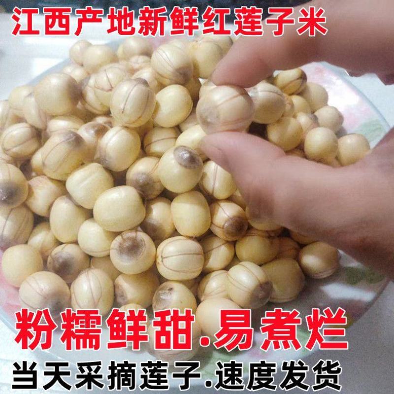 新鲜红莲子带心鲜货去壳不带莲蓬带心白莲子粉糯大量批发代发