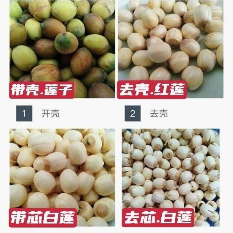 新鲜红莲子带心鲜货去壳不带莲蓬带心白莲子粉糯大量批发代发