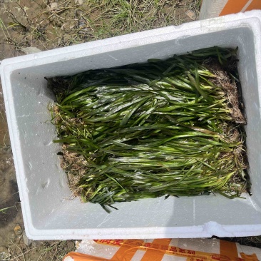 广西优质苦草