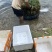 广西优质苦草