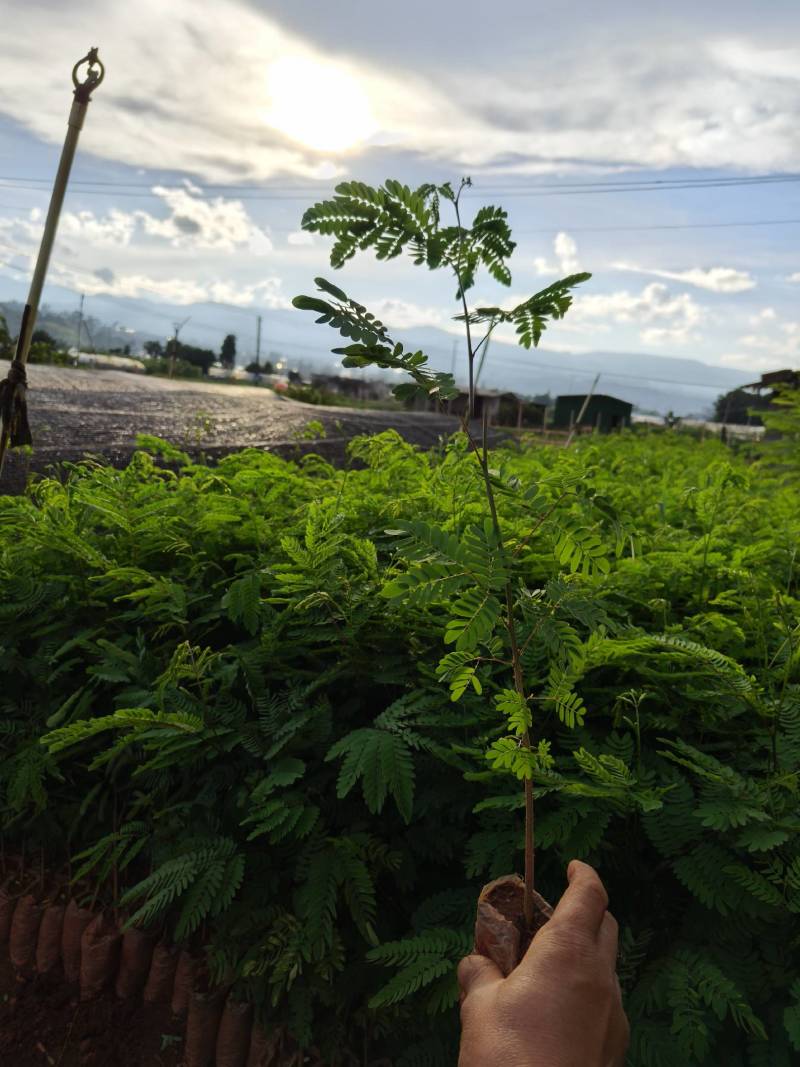 银合欢中杯，小营养袋苗，欢迎来电咨询，实地考察。