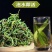 化石草云南精选野生化石草晒干高海拔中草药新货原生态新鲜纯