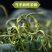 化石草云南精选野生化石草晒干高海拔中草药新货原生态新鲜纯