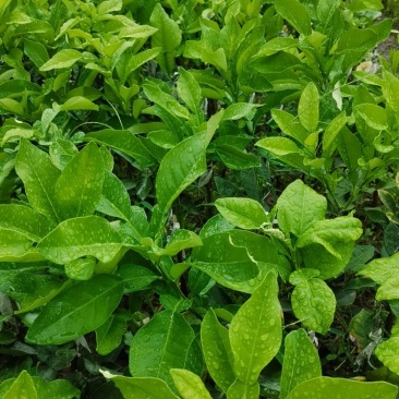 化州橘红苗正毛黄龙一号产量高